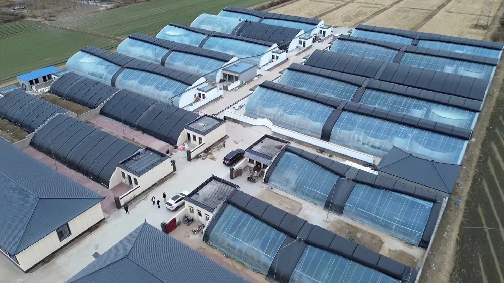 大(dà)棚新花(huā)樣+——長(cháng)城(chéng)網采訪我合作(zuò)社